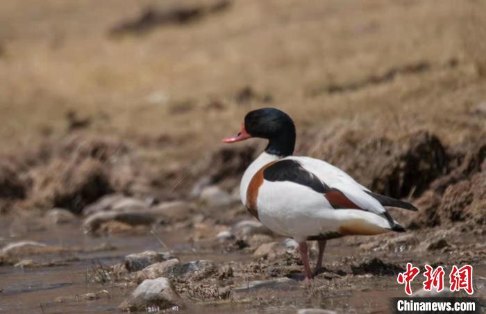 圖為翹鼻麻鴨。　功霸扎西 攝