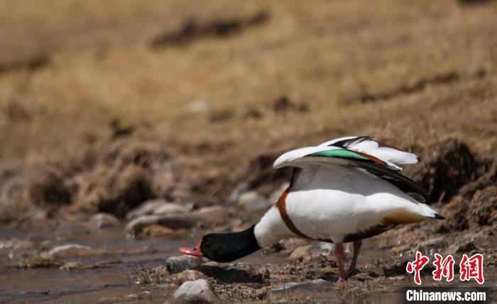 圖為翹鼻麻鴨。　功霸扎西 攝