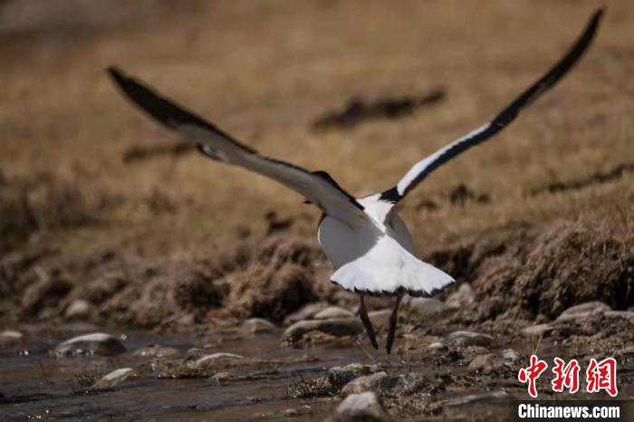 圖為騰飛的翹鼻麻鴨?！」Π栽?攝