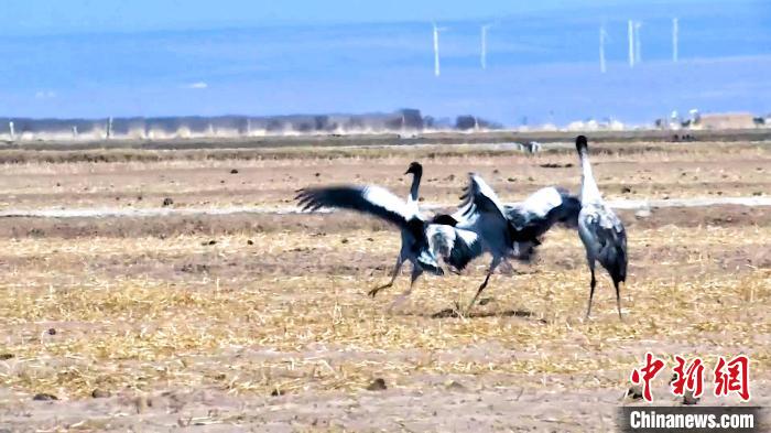 圖為黑頸鶴追逐嬉戲?！￡惷髡?攝