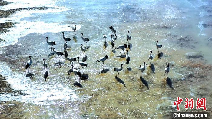 圖為黑頸鶴群駐足休憩。　陳明章 攝