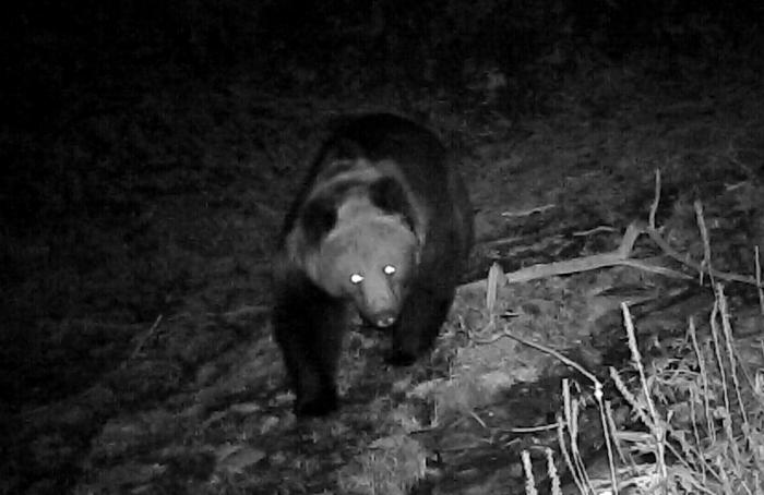 青?；ブ鄙?0年來首次發(fā)現(xiàn)棕熊活動軌跡