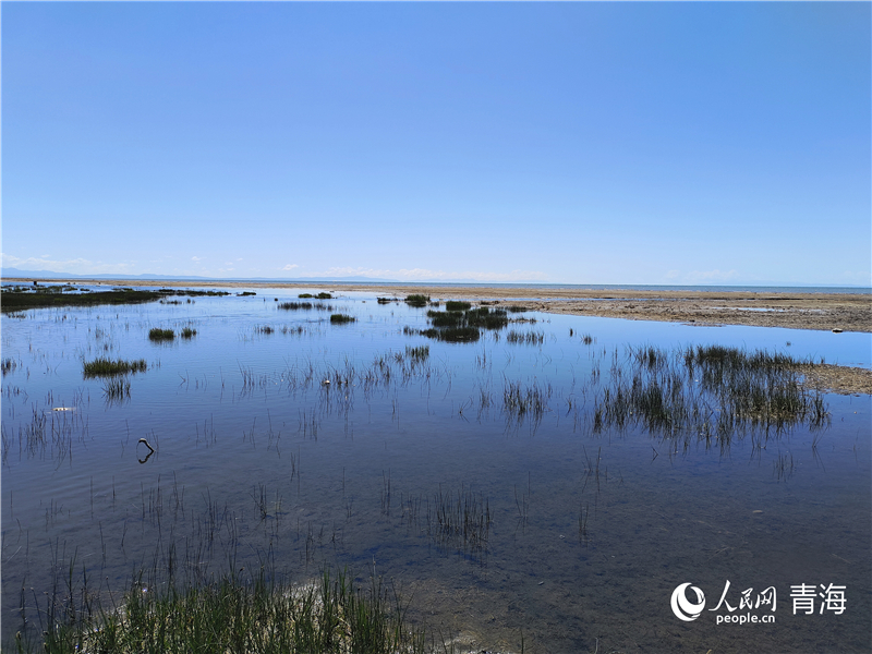   青海湖仙女灣。人民網(wǎng) 張莉萍攝