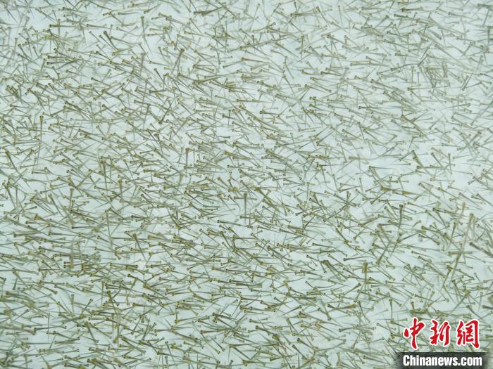 圖為密集培育的魚苗。　張?zhí)砀?攝