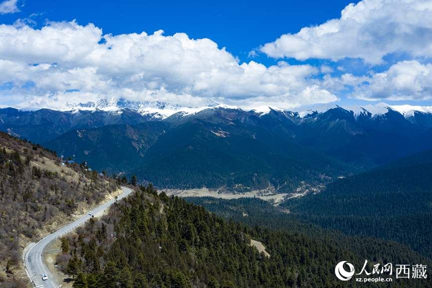 圖為在海拔4700多米的色季拉山，觀測從森林到草甸的多種植被類型。