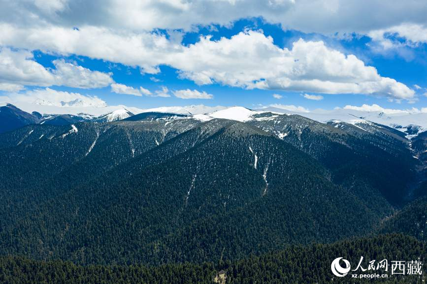 圖為在海拔4700多米的色季拉山，觀測從森林到草甸的多種植被類型。