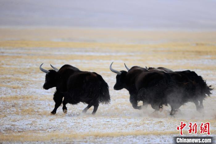 牦牛如何適應(yīng)低氧環(huán)境？中科院團(tuán)隊(duì)發(fā)現(xiàn)牦牛特有肺內(nèi)皮細(xì)胞起作用