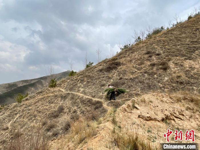 資料圖為建行青海省分行綠化區(qū)施工隊隊員人工運樹苗?！〗ㄐ星嗪Ｊ》中泄﹫D