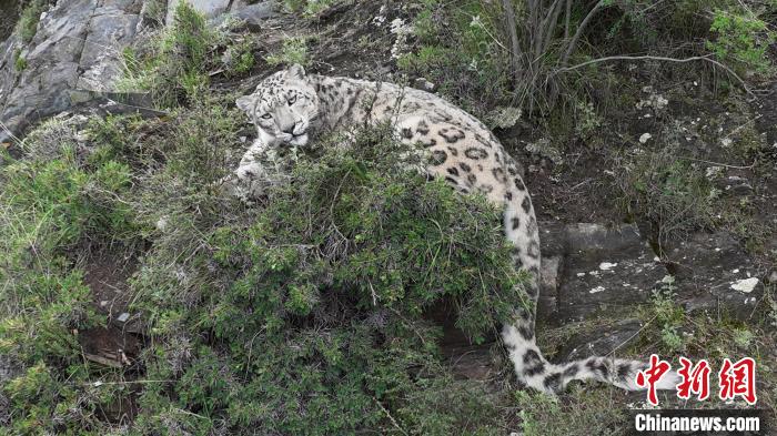 圖為雪豹向牧民攝影師方向張望。(資料圖) 公尕日 攝