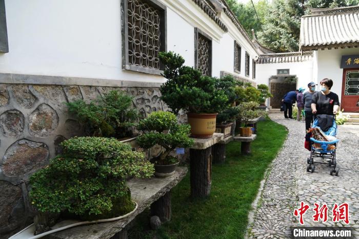 圖為市民在西寧園林植物園內(nèi)觀賞盆景?！●R銘言 攝