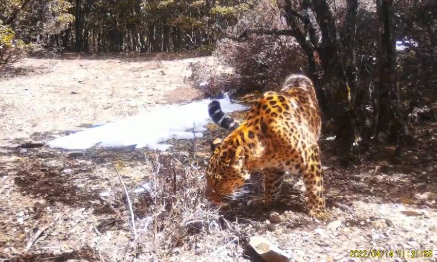 金錢豹。涼山州委宣傳部供圖