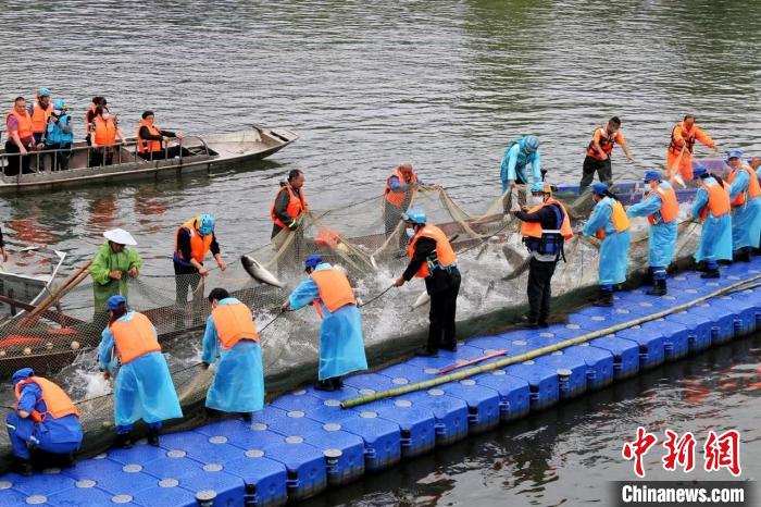 捕撈現(xiàn)場。　主辦方供圖