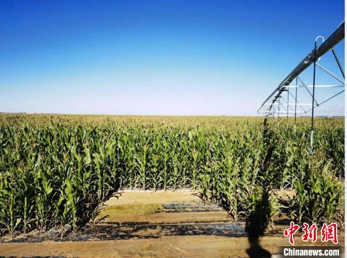 青?！凹Z改飼”項(xiàng)目收儲(chǔ)飼草44萬(wàn)余噸