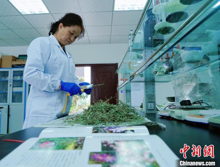 圖為張錦梅在實驗室工作?！●R銘言 攝