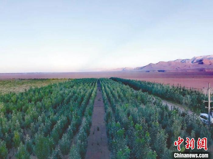 圖為格爾木境內(nèi)種植的綠樹。　格爾木融媒體中心供圖