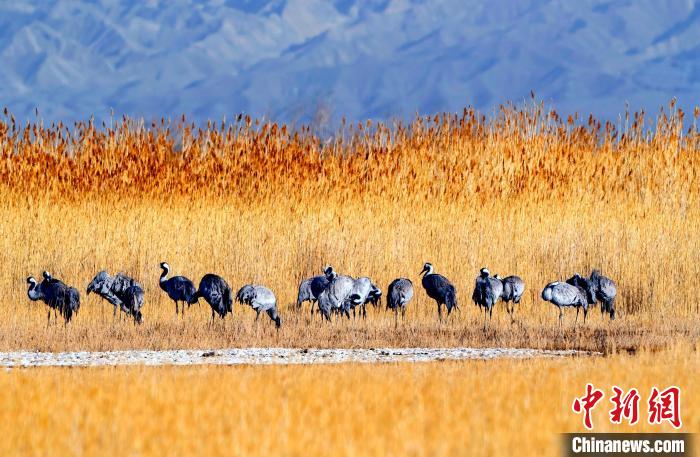 圖為可魯克湖野生水鳥(niǎo)覓食。　德令哈市委宣傳部供圖