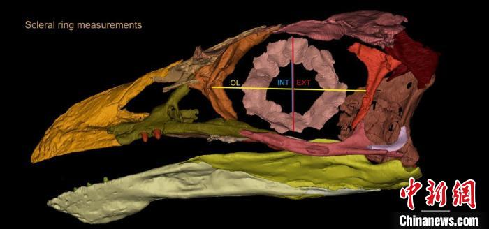 熱河鳥STM3-8化石標(biāo)本的鞏膜環(huán)復(fù)原及測量示意圖。　胡晗 供圖