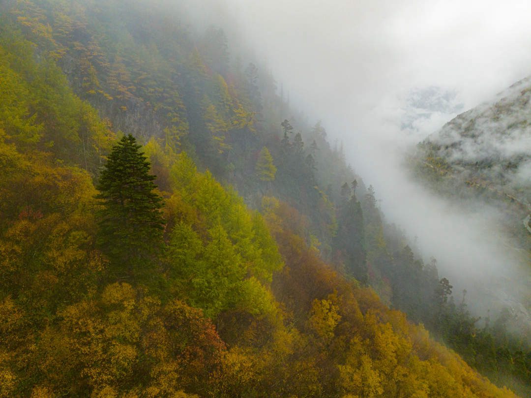 云纏霧繞，層林盡染。