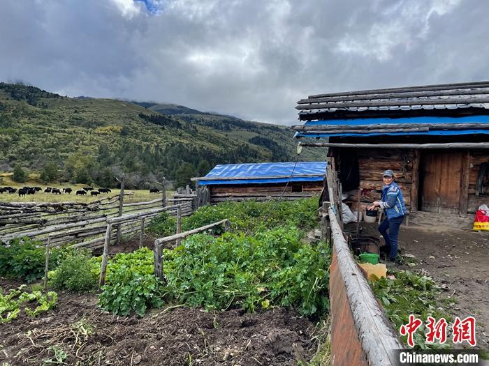 圖為9月27日牧民的牧屋和菜園子。 <a target='_blank' href='/'><p  align=