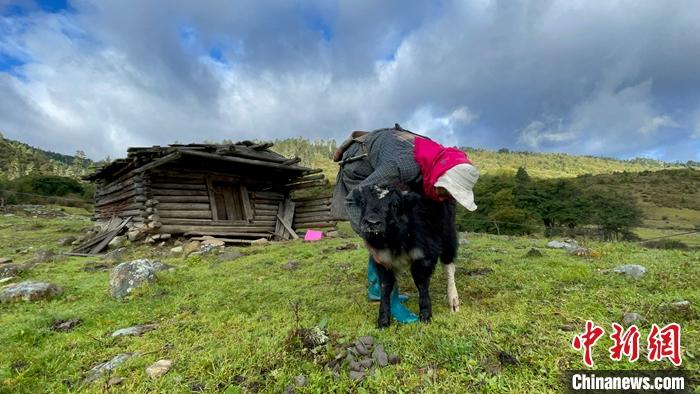 圖為9月27日牧民給小牦牛按摩。 <a target='_blank' href='/'><p  align=