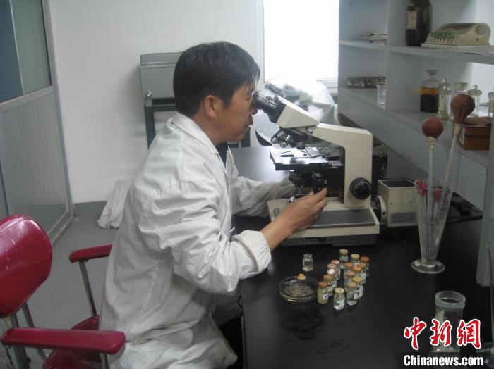 資料圖為研究團(tuán)隊(duì)進(jìn)行實(shí)驗(yàn)室寄生蟲(chóng)分類鑒定。　 青海省畜牧獸醫(yī)科學(xué)院供圖