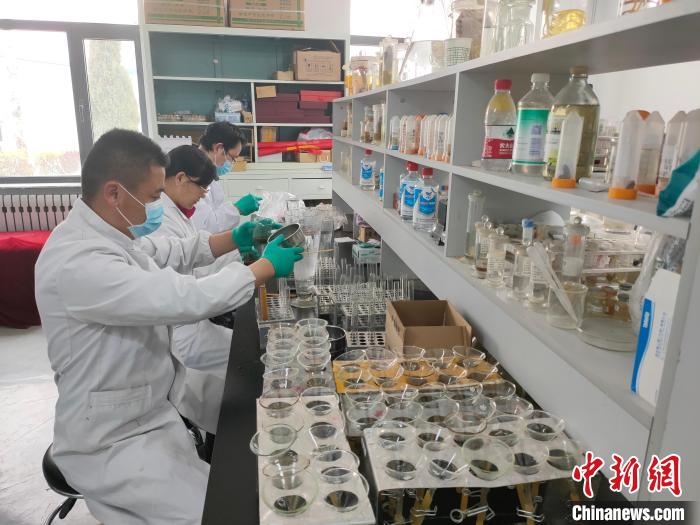 資料圖為研究團(tuán)隊(duì)進(jìn)行樣本檢查?！?青海省畜牧獸醫(yī)科學(xué)院供圖