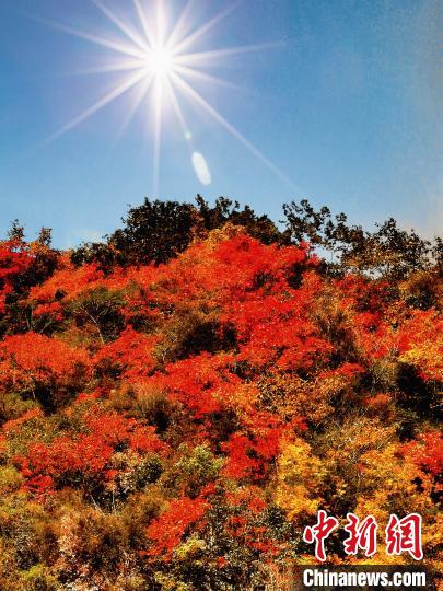 萬源市紅葉似火。　朱平安 攝