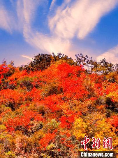 萬源深秋紅葉似火?！≈炱桨?　攝