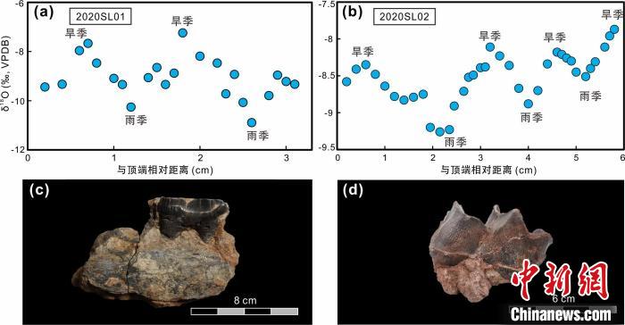 本次研究中的犀牛牙齒化石及氧同位素特征。　中科院青藏高原所 供圖