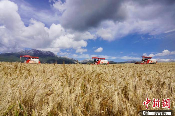 圖為青稞收獲。　李玉峰 攝