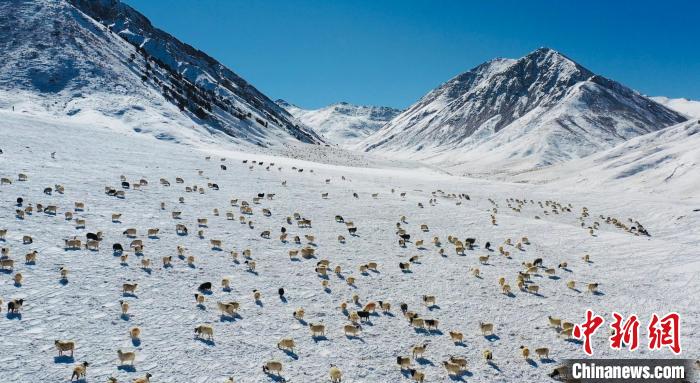 圖為羊群在雪地里覓食?！《继m縣融媒體中心供圖
