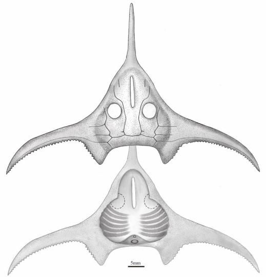 玉海翼角魚復(fù)原圖?！」ぢ?繪圖 攝