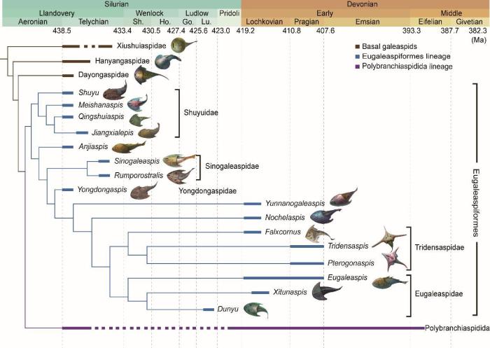 盔甲魚類的系統(tǒng)發(fā)育關(guān)系及地史分布?！≈锌圃汗偶棺邓?供圖