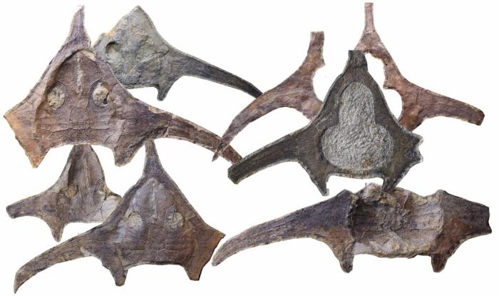 玉海翼角魚化石照片?！∩w志琨 攝