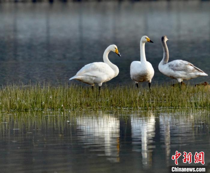 圖為三只大天鵝。　李玉峰 攝