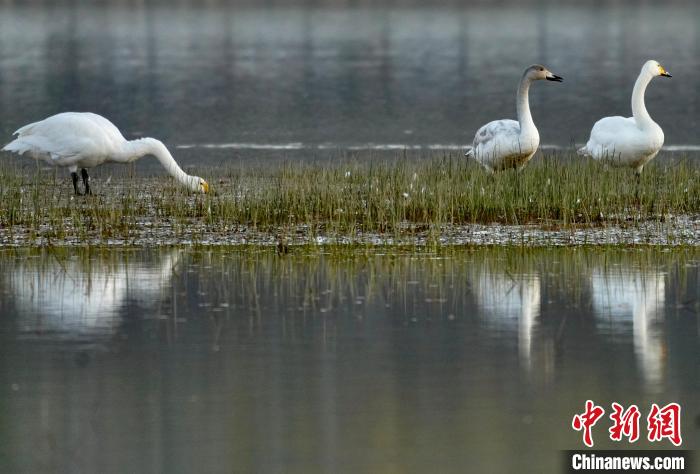 圖為三只大天鵝在黃河灘地嬉戲?！±钣穹?攝