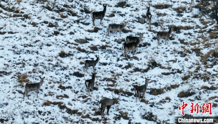 圖為巖羊和馬鹿集體覓食。　都蘭縣融媒體中心 供圖