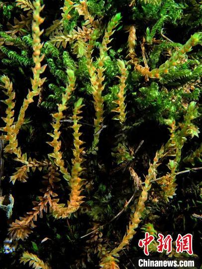 圖為九龍卷柏?！∏嗪Ｉ剿匀毁Y源調(diào)查規(guī)劃設(shè)計研究院供圖