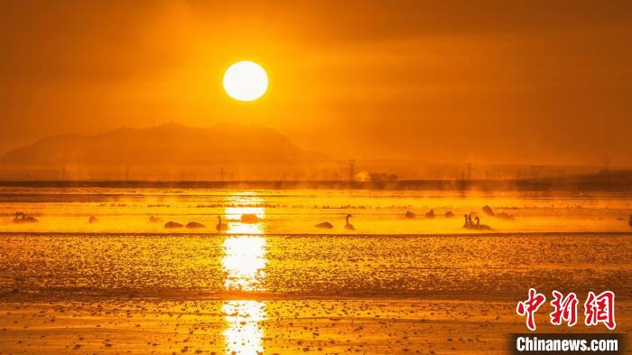 圖為天鵝群在湖中休憩?！『螁⒔?攝