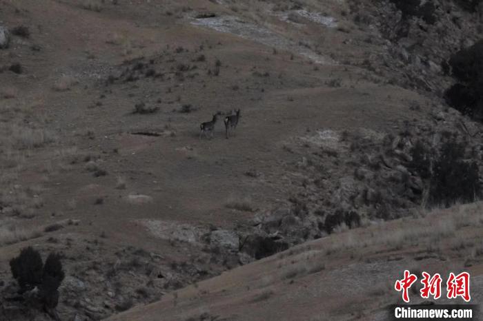 圖為兩只馬鹿在山坡上行走?！〔湃?攝