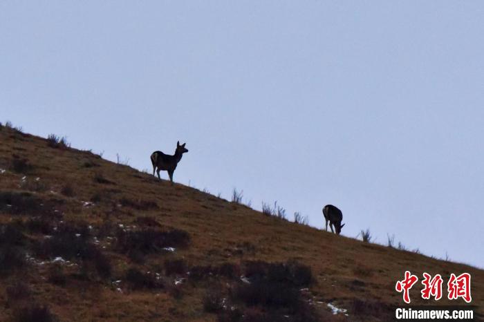 圖為馬鹿在山坡上覓食?！〔湃?攝