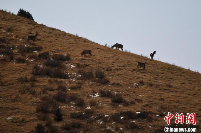 圖為馬鹿群在山坡上覓食?！〔湃?攝