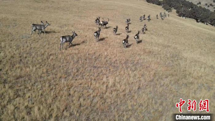 圖為馬鹿群在草地中漫步。　才仁 攝