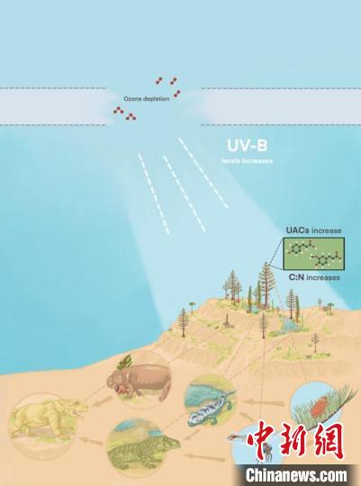 臭氧層破壞引起的紫外線輻射增加對陸地食物鏈的影響。　南古所 供圖