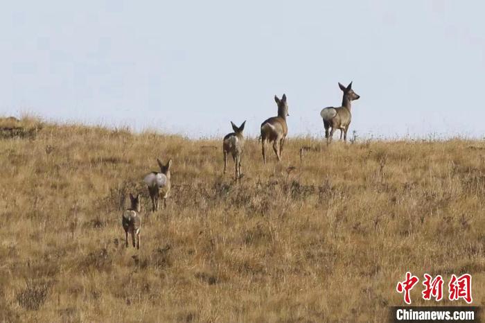 圖為狍鹿在山間漫步。　才項(xiàng)南加 攝