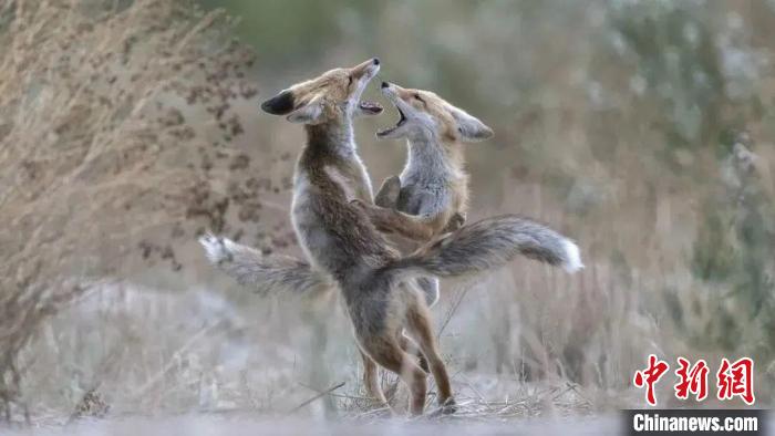 圖為同海元的作品《第一回合》?！∏嗪Ｊ∑钸B山自然保護協(xié)會供圖