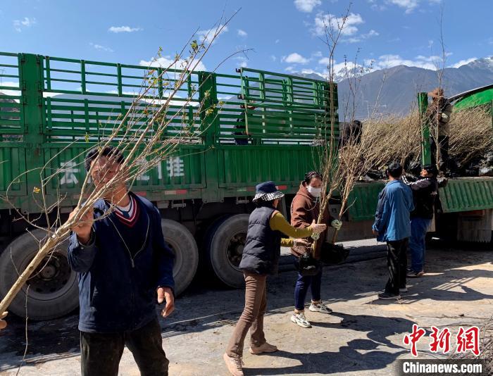 民眾搬運苗木?！〔际忻⒖悼h委宣傳部供圖