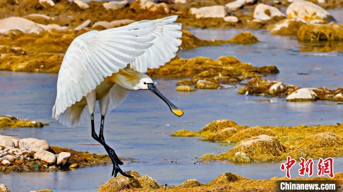 圖為白琵鷺?！?yán)桉 攝