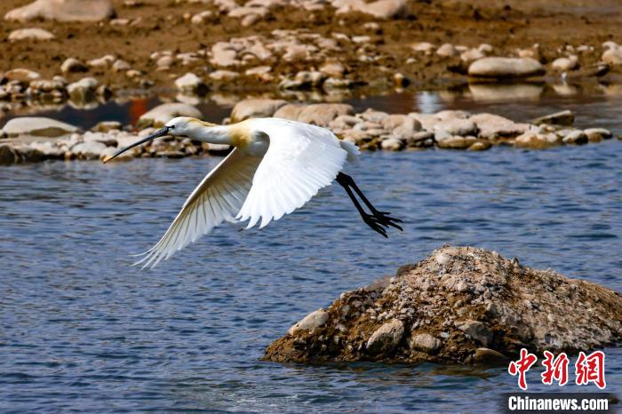 圖為準(zhǔn)備飛翔的白琵鷺?！?yán)桉 攝