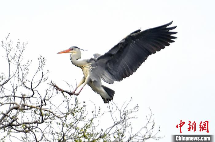 蒼鷺在覓食嬉戲?！“苍?攝